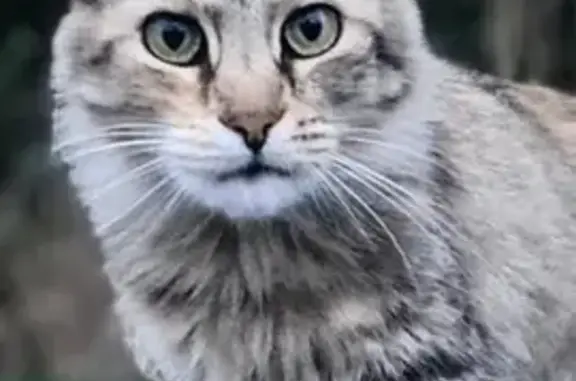 Chat perdu, La Bernardière, photo: Sardine, chat perdu à La Bernardière
