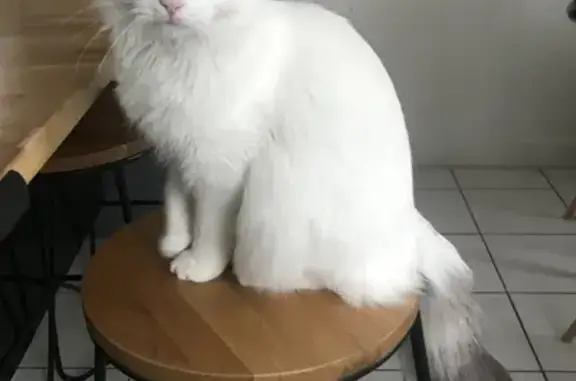 Chat blanc perdu à Tonnay-Boutonne - photo