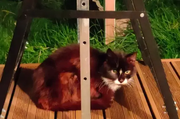 Animaux trouvés Montreuil, photo: Chat maigre et câlin trouvé à Montreuil
