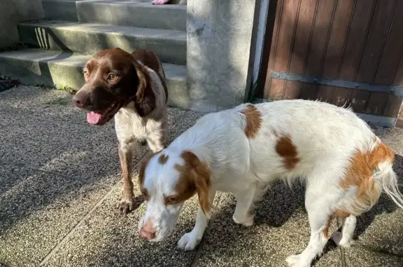 Deux jeunes chiennes trouvées à Clémont - photo