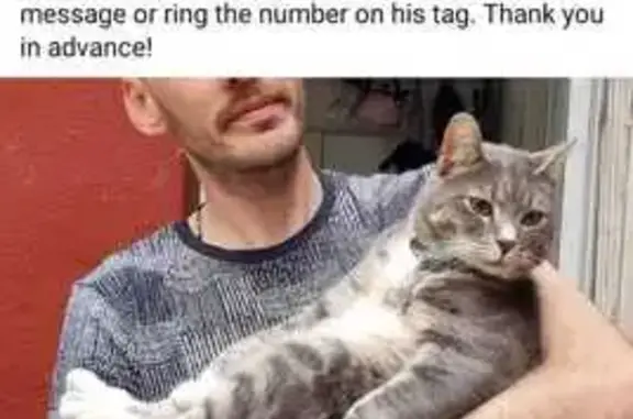 Help Find Roger: Missing Cat in Cape Town