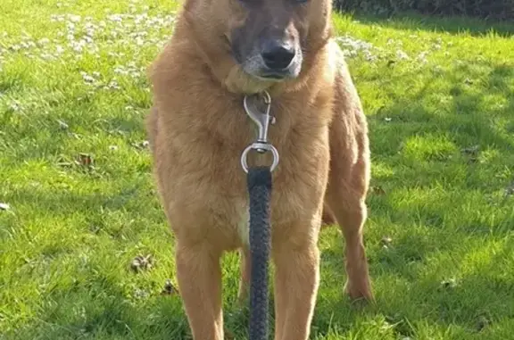 Chien perdu Nouvelle-Aquitaine, photo : Chienne croisée berger perdue à Saint-Armou