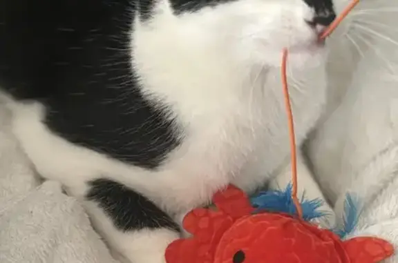 Animaux perdus Colomiers, photo: Jeune chatte Méo disparue à Colomiers