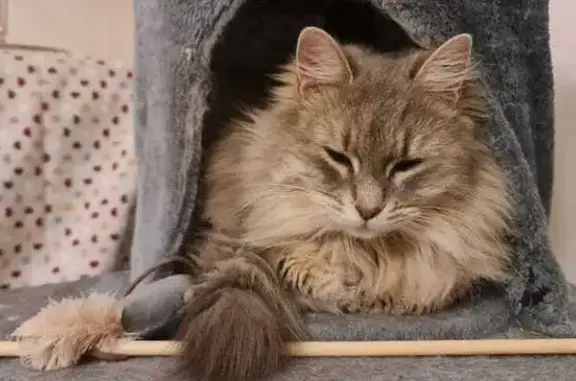 Chat perdu à Meximieux, Auvergne-Rhône-Alpes - photo