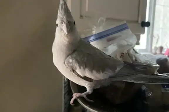 Lost Cockatiel Vinny: Help Us...