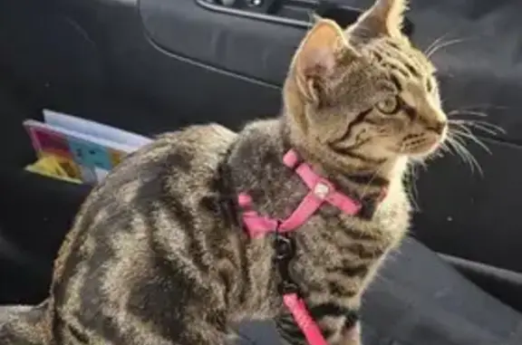 Animaux perdus , photo: Petite chatte tigrée perdue à Porto-Vecchio