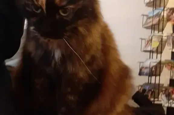 Chatte écailles trouvée à Amiens, sociable - photo