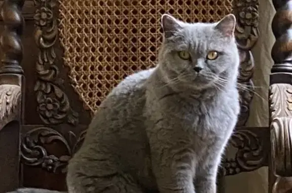 Animaux perdus Angoulême, photo: Chat perdu, Impasse des Argentiers, Angoulême