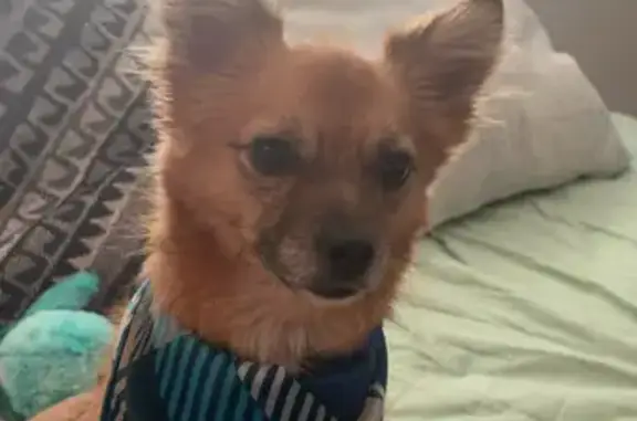 Lost Dog Alert: Pomeranian-Chihuahua Mix