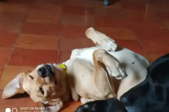 Chien perdu Le Gâvre, photo : Chienne sable disparue au Gâvre : Pêche
