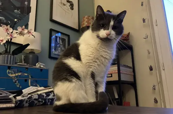 Animaux perdus Caen, photo: Chat mâle perdu, blanc & gris, Caen