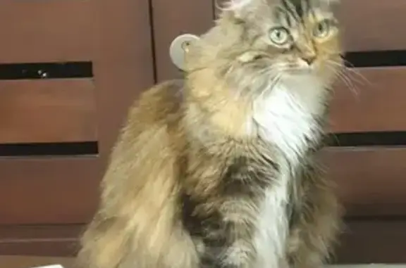 Animaux perdus Clamart, photo: Chatte écaille disparue à Clamart/Issy