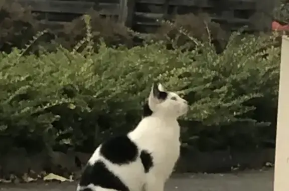 Chat aperçu au 9 rue Jean Louis Bagot - photo