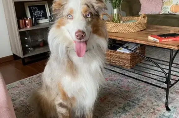 Lost Merle Aussie Shepherd in Eden Prairie