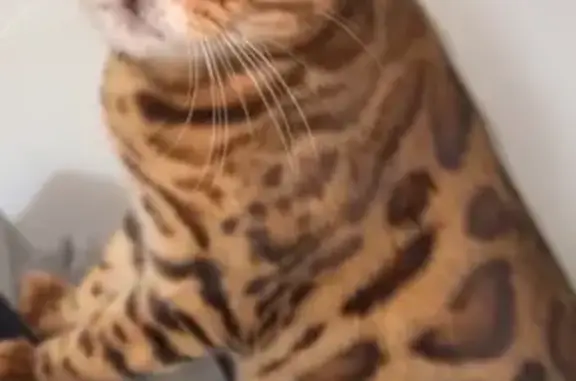 Animaux perdus Béziers, photo: Chat du Bengal perdu à Béziers