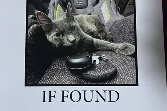 Lost Grey Cat: Julian Terrace, Union