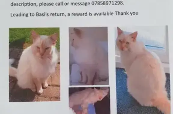 Lost Cat Alert: Basil Missing in Ingoldmells