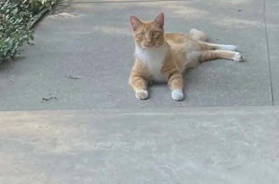 Sweet Orange Cat Found in Overland Park