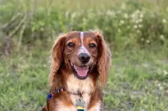 Lost Cocker Spaniel: Red & White Male