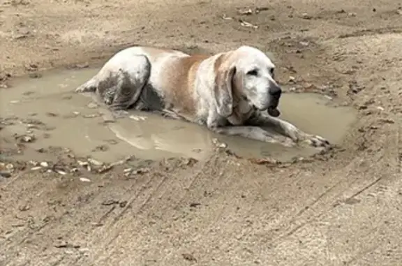 Animaux trouvés Uchaux, photo: Chien âgé trouvé chemin des Paillons