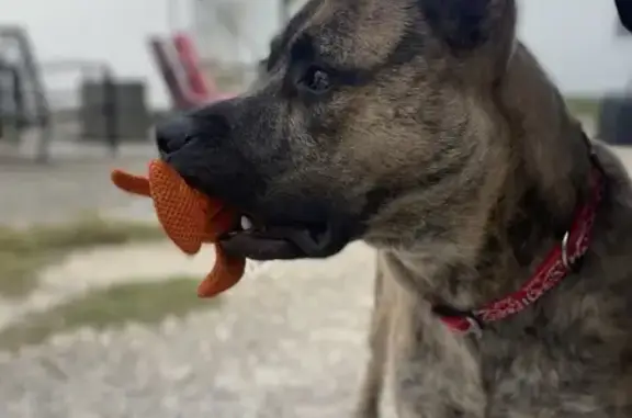 Brindle Pitbull Found on West Regent St