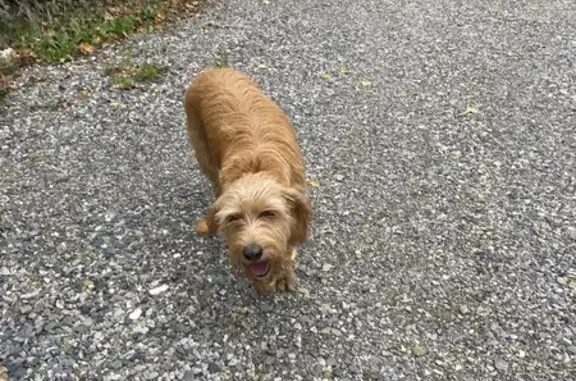 Chienne Griffon rousse trouvée à Menville - photo