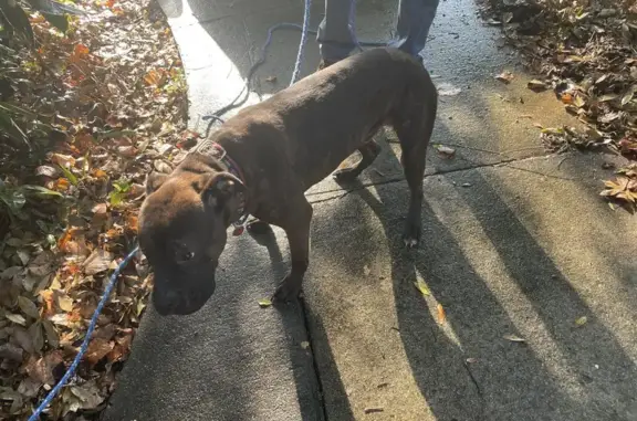 Found: Brown Mixed Breed Dog in Savannah