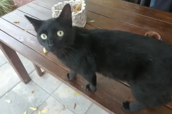 Chat noir trouvé non identifié à Durtal - photo