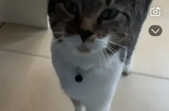 Missing Grey Tabby with Unique Paw Patch