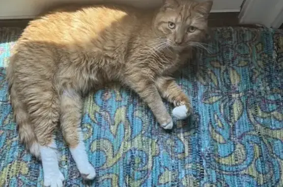 Lost Orange Tabby Near Octavia Books