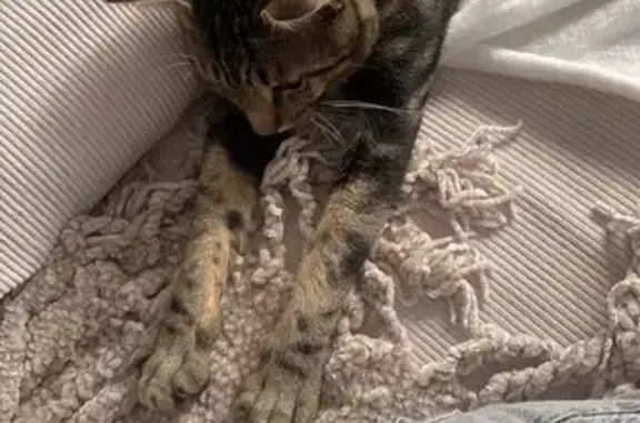 Animaux perdus Paris, photo: Jeune chat tigré disparu à Paris