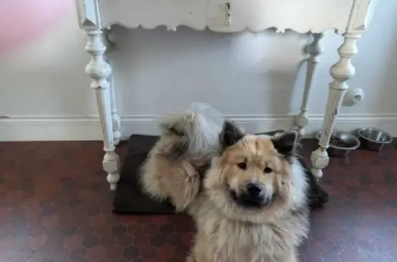 Animaux perdus , photo: Chien disparu: Louve, Eurasier, Normandie