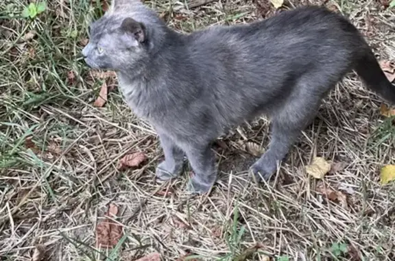 Animaux perdus , photo: Chatte grise craintive perdue à Neaux