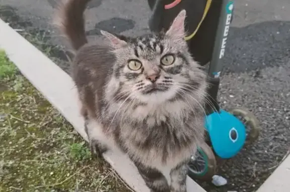 Chat trouvé Dax, photo: Chatte sociable trouvée à Dax, blessée