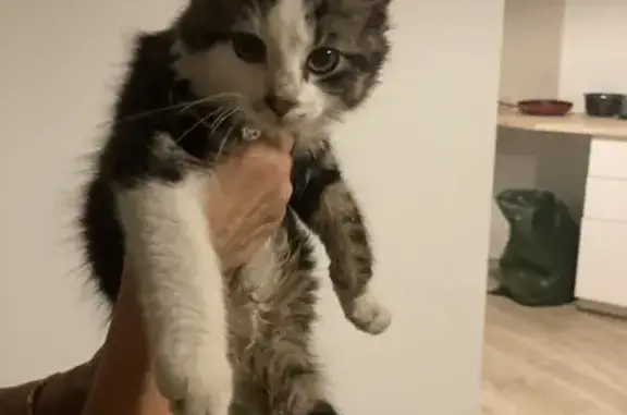 Chaton blanc-noir trouvé à Morières - photo