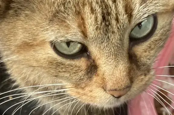 Chat trouvé Brûlon, photo: Chatte stérilisée cherche foyer à Brulon