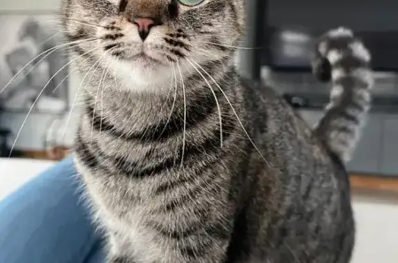 Lost Tabby Cat on College Avenue