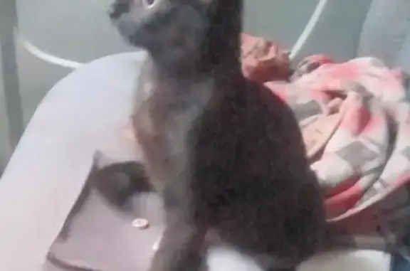 Chat perdu, , photo: Chatte noire 5 mois disparue à Marminiac