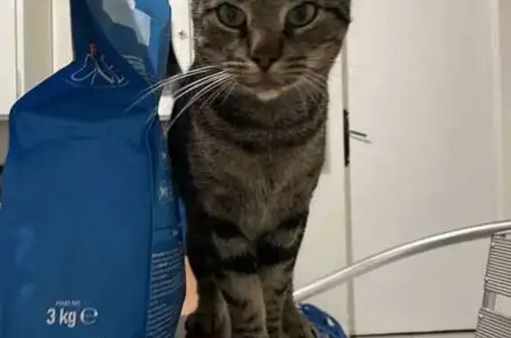 Chat perdu près de Rue de Briey, 47 - photo