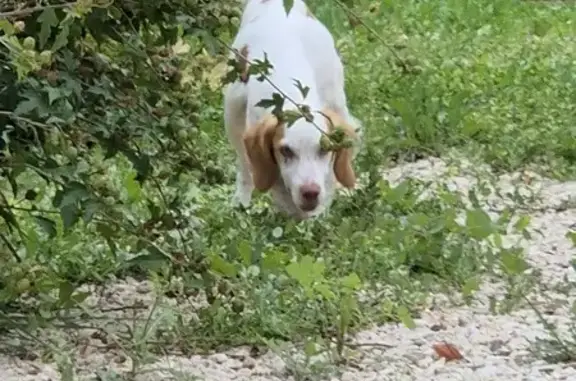 Chienne épagneule trouvée à Robion - photo