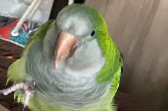 Reward! Lost Talking Green Quaker Parrot