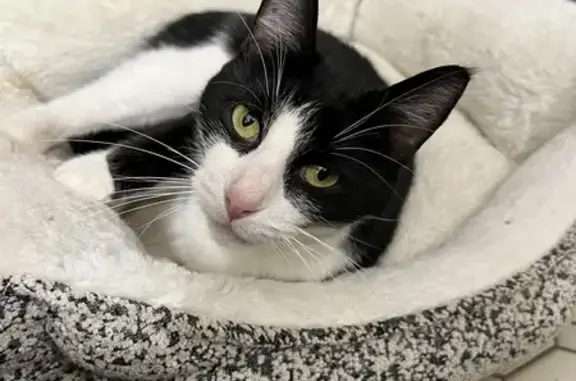 Friendly Tuxedo Cat Found in Lakeville