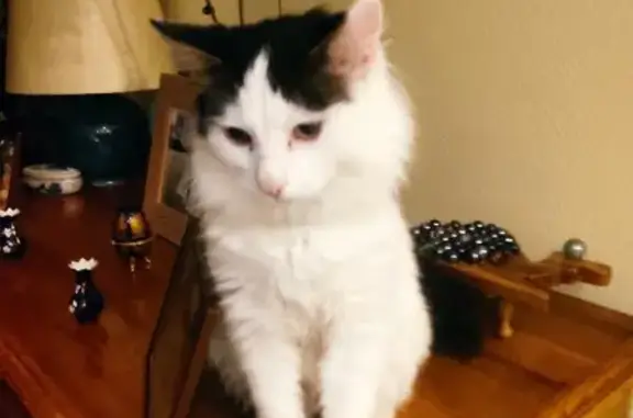 Chat trouvé Nérondes, photo: Chat mâle blanc/gris trouvé à La Flotte