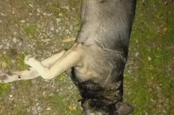 Chien errant trouvé, rue André Bourrely - photo