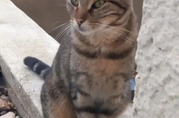 Chat trouvé Rue de la Peronnière, La Grand-Croix - photo