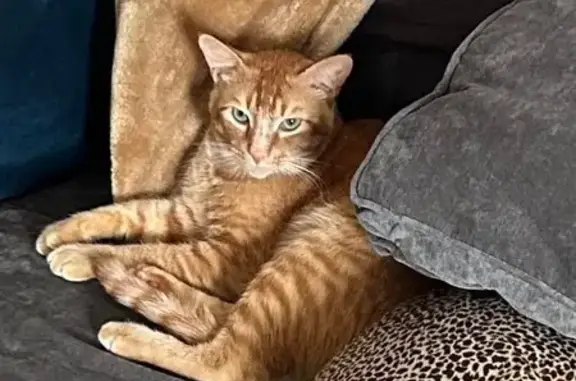 Lost Orange Cat Near Maple & Euclid