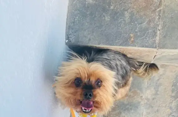 Lost Yorkie: Help Find Cachi in Yorba Linda