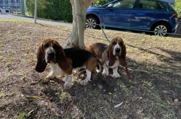 Found: 2 Male Basset Hounds in...