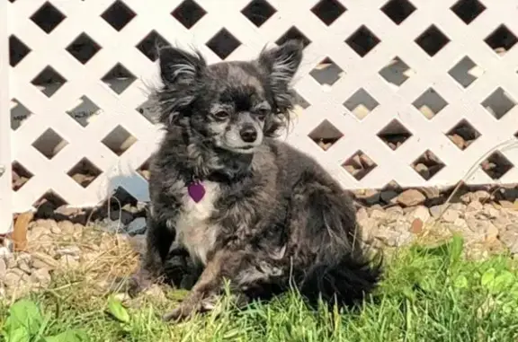 Lost Black Chihuahua - Saint Matthew Ave