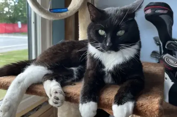 Missing Tuxedo Cat: Help Find Her!